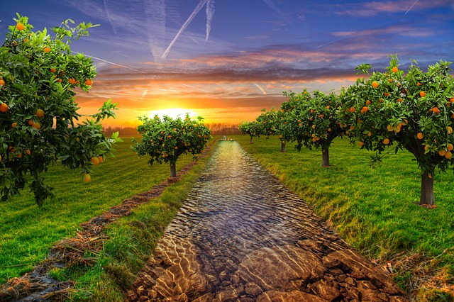 garden-3084017_640