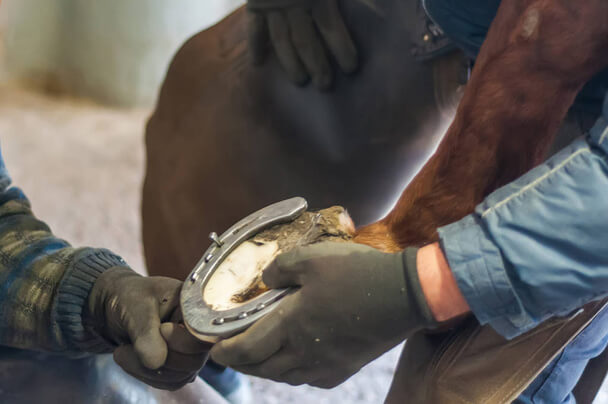 Miért van szükség a lovak patkolására? A patkolás szerepe és előnyei