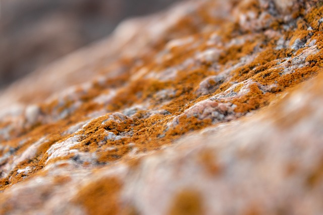 microorganism-7512532_640