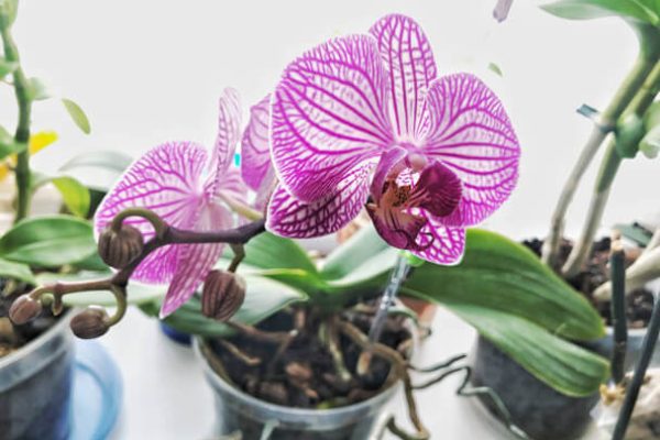 orchidea-600x400