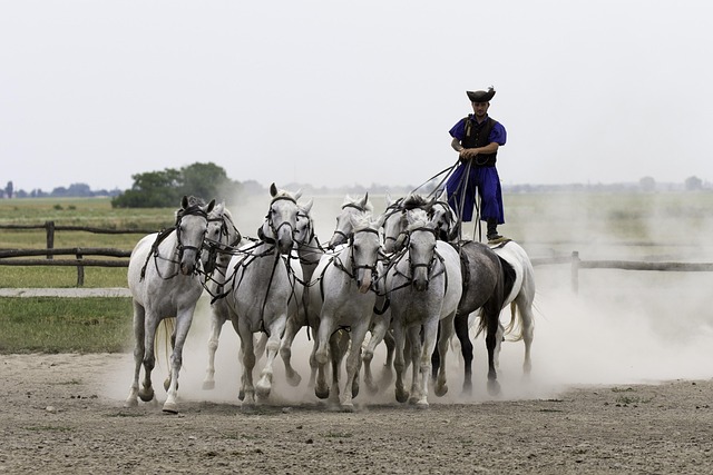 puszta-horse-farm-2443642_640