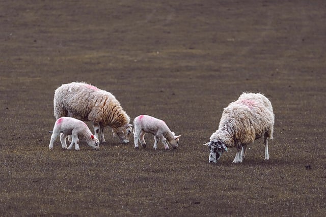 sheep-8449481_640