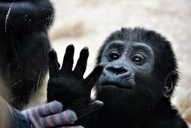 animal-2475743_640
