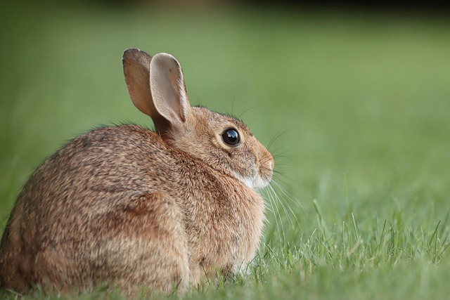 cottontail-rabbit-7116707_640