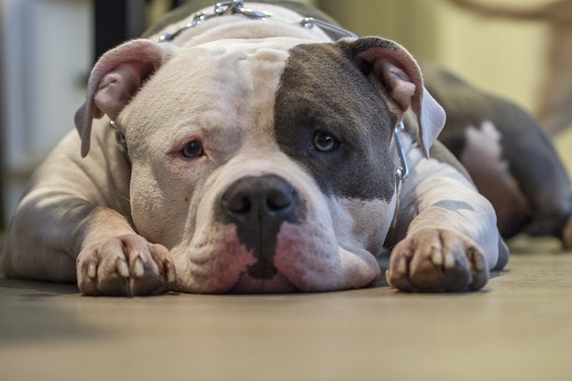 dog-4252274_640