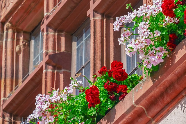 flower-3571338_640