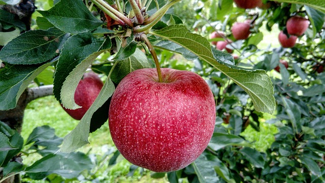 fruit-2740499_640