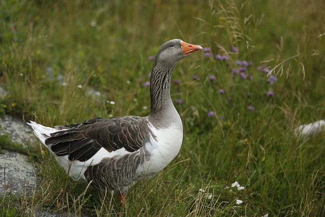 goose-7314199_640