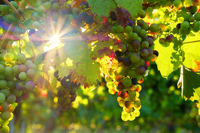 grapes-3550729_640