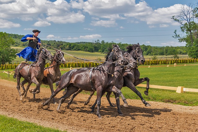 horses-394205_640