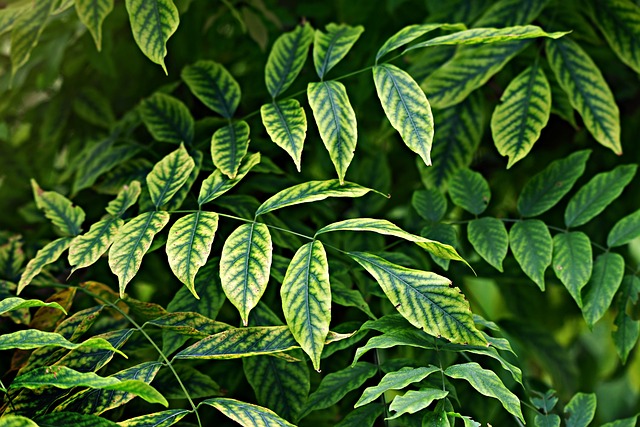 leaves-3560509_640