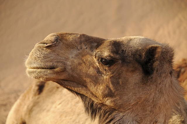 morocco-5271734_640