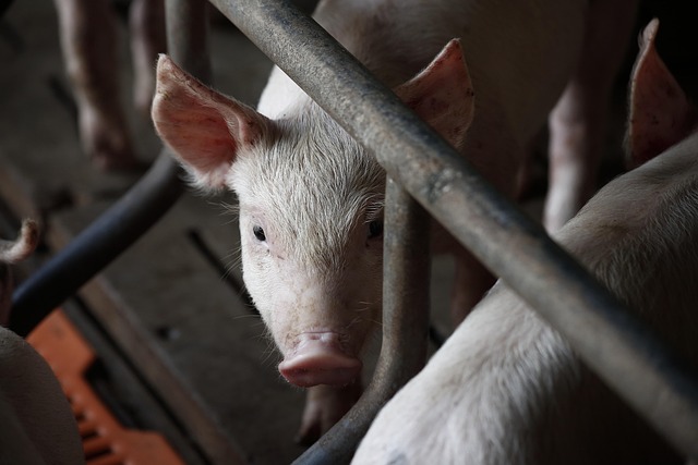 pig-3750943_640