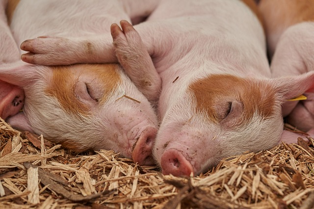 piglet-3386356_640