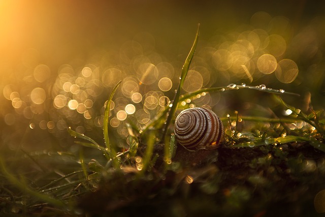 snail-4373800_640