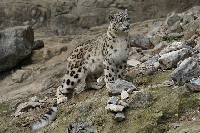 snow-leopard-931224_640