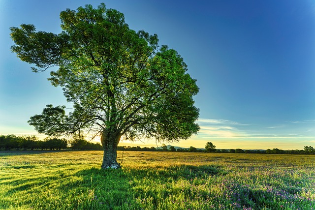 Wie viel CO2 bindet ein Baum jedes Jahr?
