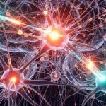 agy-neurobiologia