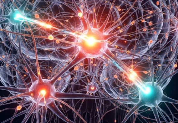 agy-neurobiologia